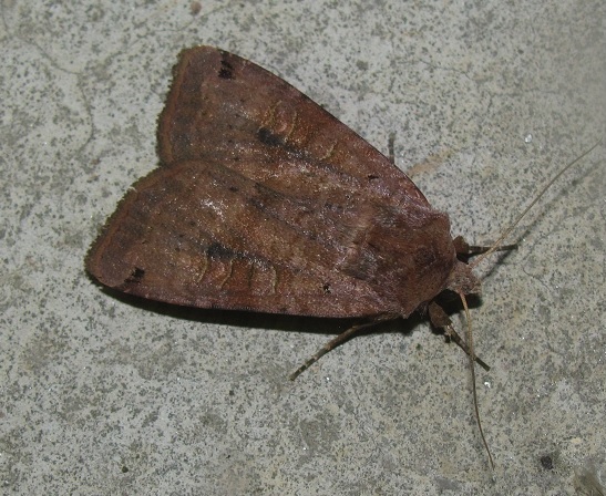 Xestia baja (Noctuidae)? S